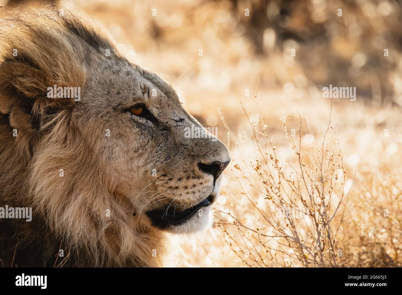 Male lion at sunset - Samburu national reserve, Kenya Stock Photo - Alamy