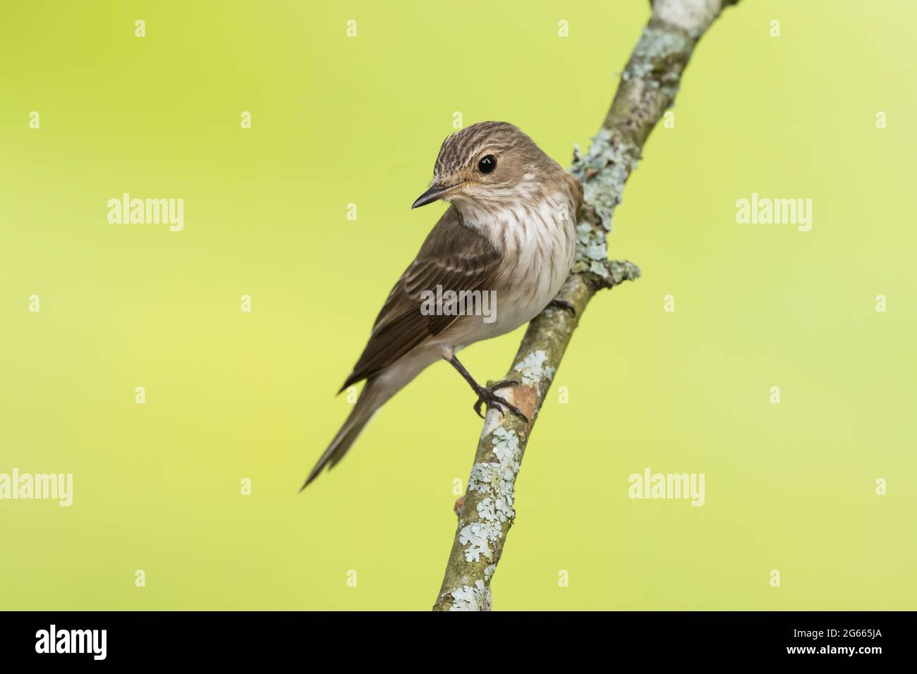 Spotted Flycatcher on an apple tree branch Stock Photo