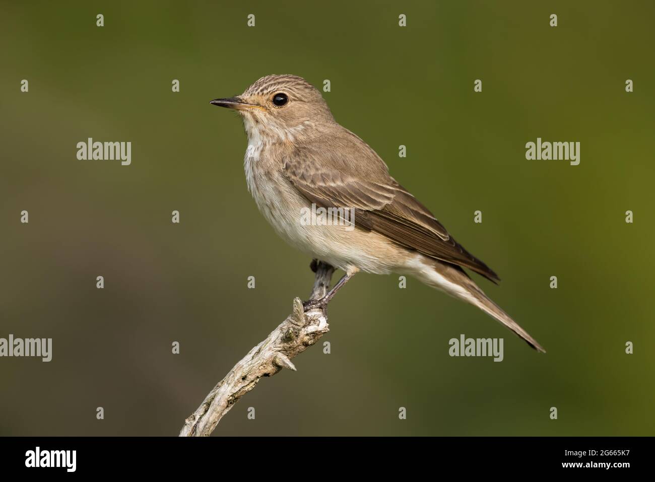 Spotted Flycatcher on an old gorse twig Stock Photo