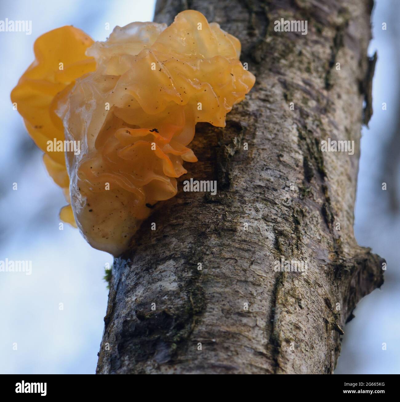 The  sporocarp, fruiting body, of a yellow brain fungus (Tremella mesenterica) growing on a dead silver birch (Betula pendula) tree trunk in damp wood Stock Photo