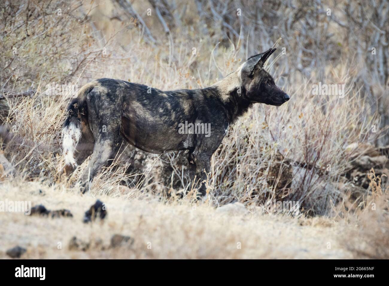 Animals in the wild Female wild dog in Samburu National Reserve