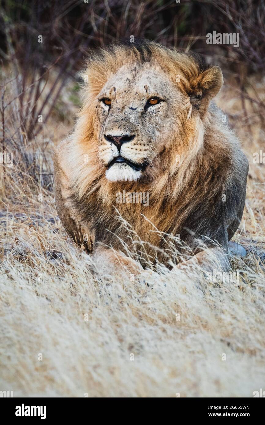 Male lion at sunset - Samburu national reserve, Kenya Stock Photo - Alamy