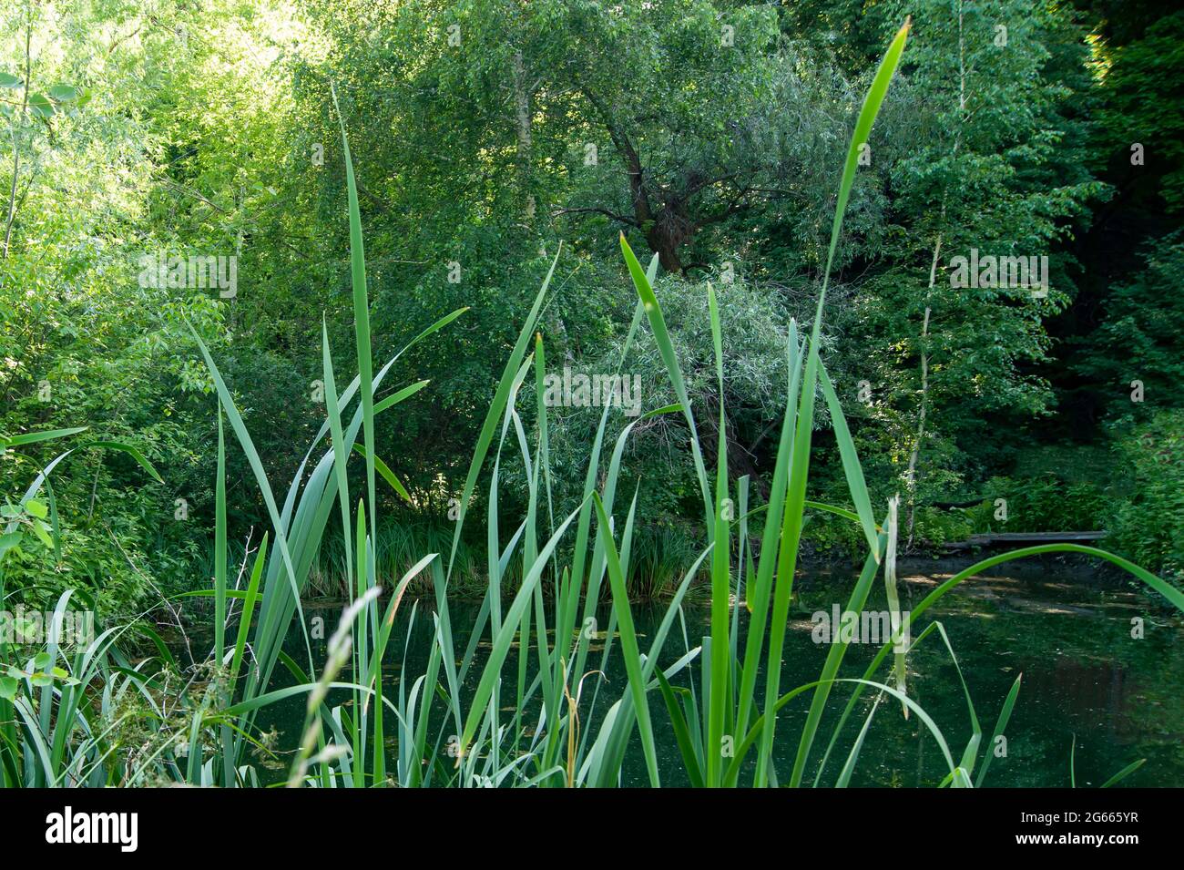 Reeds on the background of a forest lake. The green of the summer ...