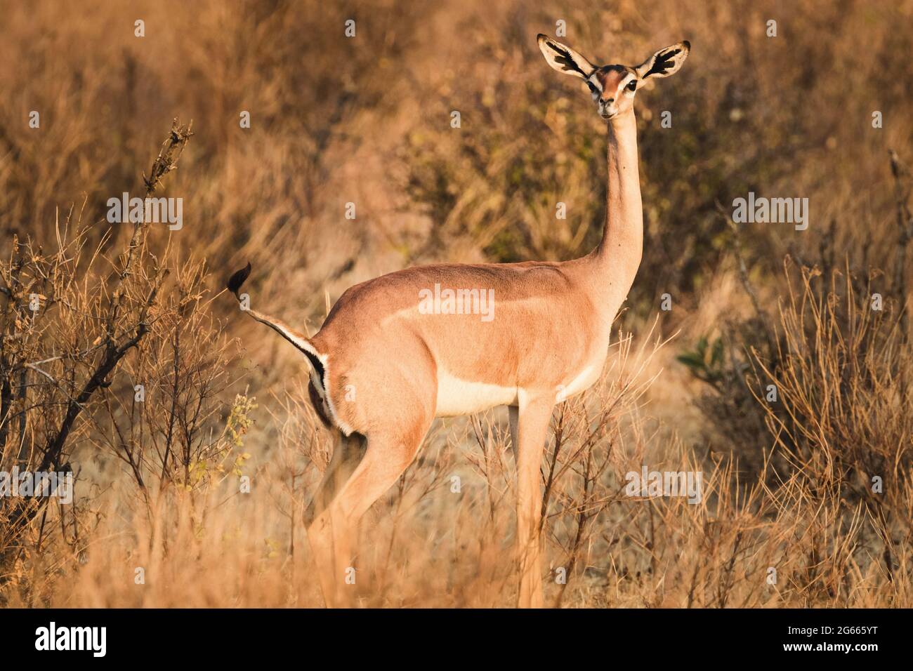 Animals in the wild - Gerenuk antelope in Samburu National Reserve, North Kenya, Africa Stock Photo