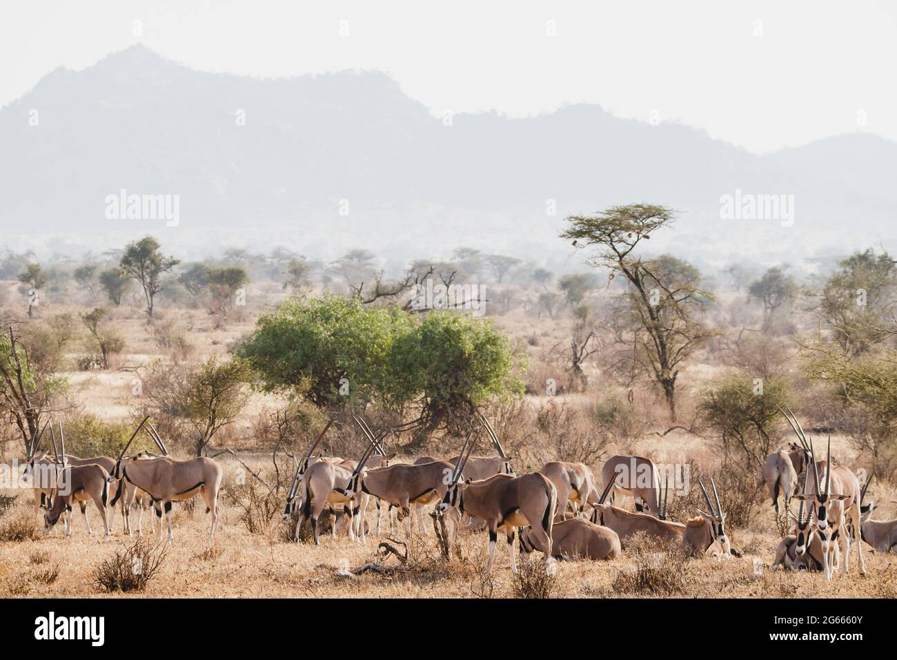Animals in the wild - Large herd of Oryxes in Samburu National Reserve, North Kenya Stock Photo