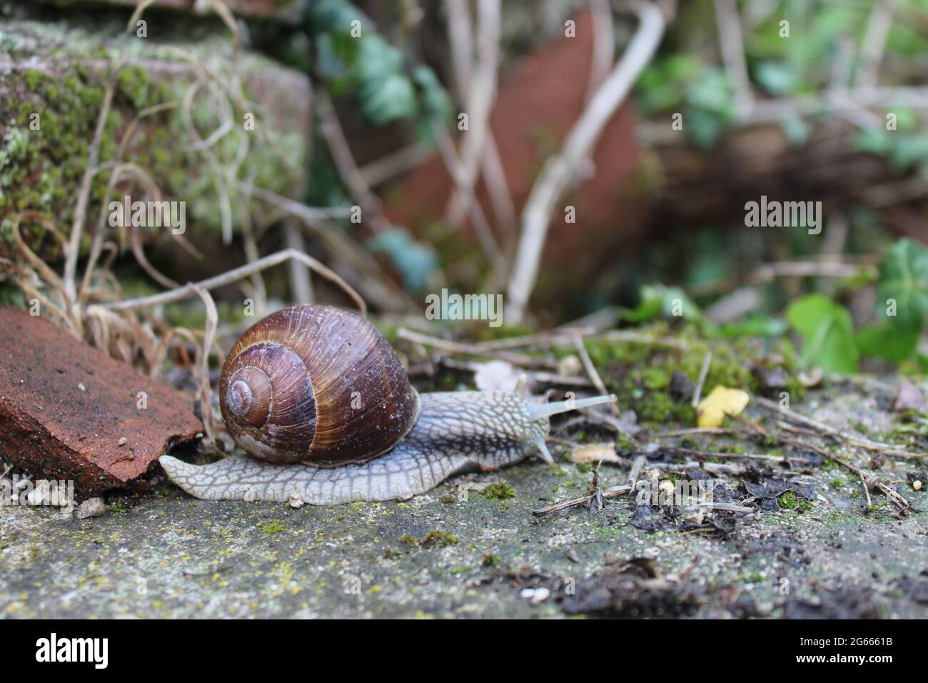 A snail sitting on a rock Stock Photo