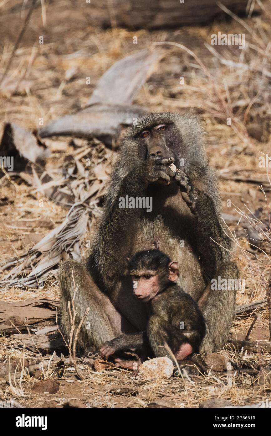 Animals in the wild - Mother and baby baboons in Samburu National Reserve, North Kenya Stock Photo