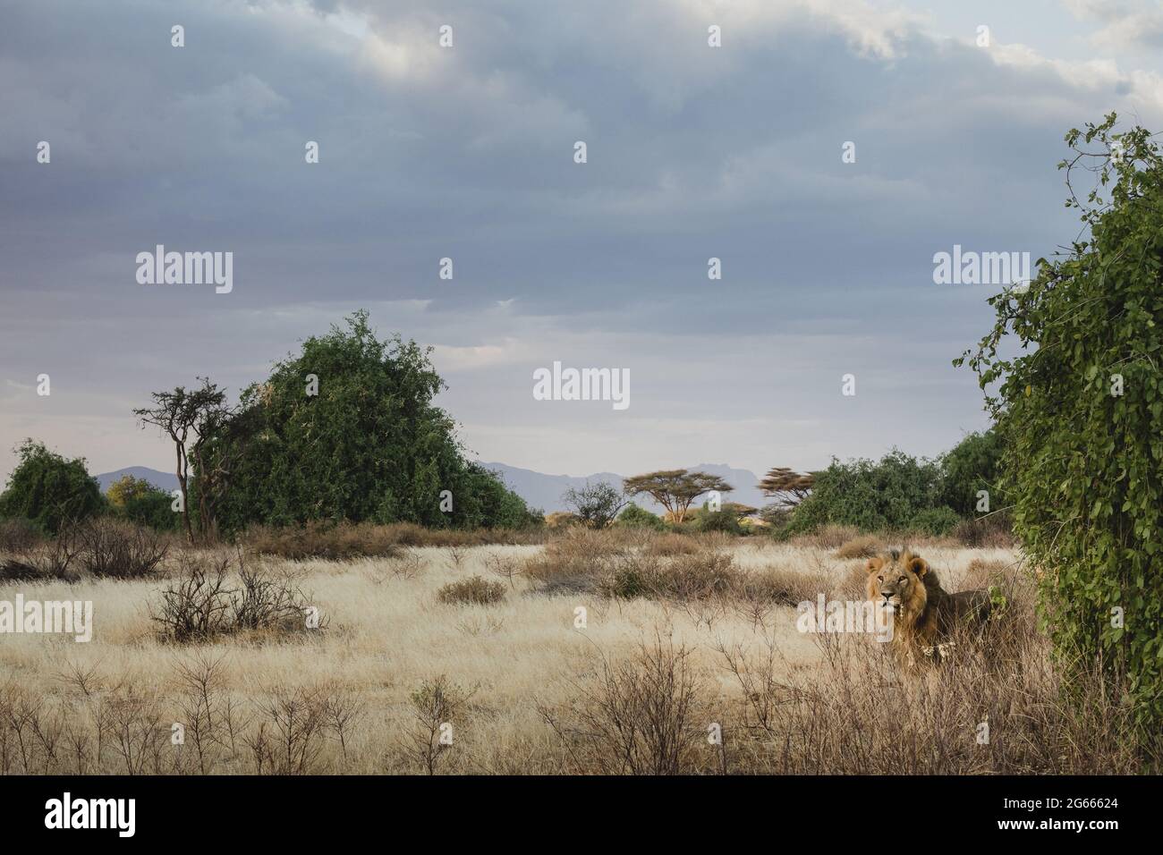 Animals in the wild - Lion at sunset in Samburu National Reserve, North Kenya Stock Photo