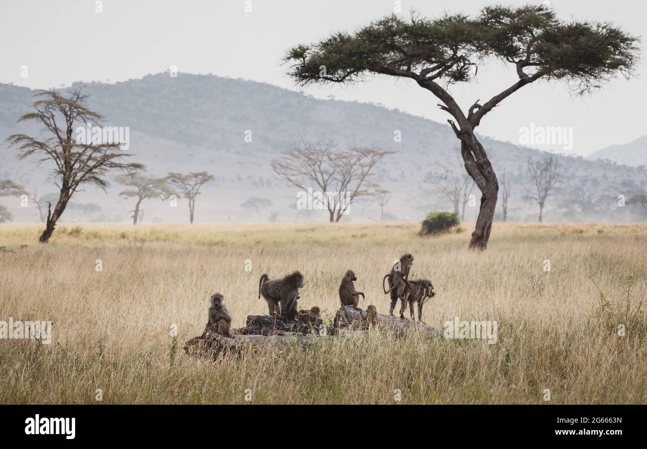 Animals in the wild - Group of baboons in the Serengeti plains, Tanzania Stock Photo