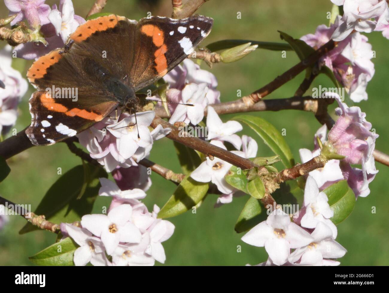 A red admiral butterfly (Vanessa atalanta) is  drawn out hibernation for a winter top up of nectar on a sunny day in February Stock Photo