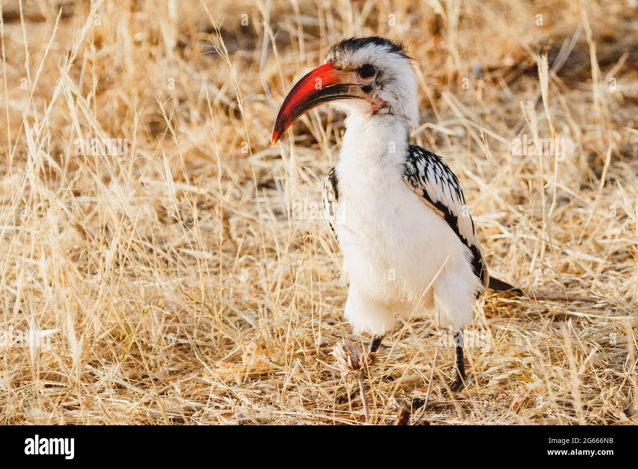 Animals in the wild - Red-billed Hornbill - Samburu National Reserve, North Kenya Stock Photo
