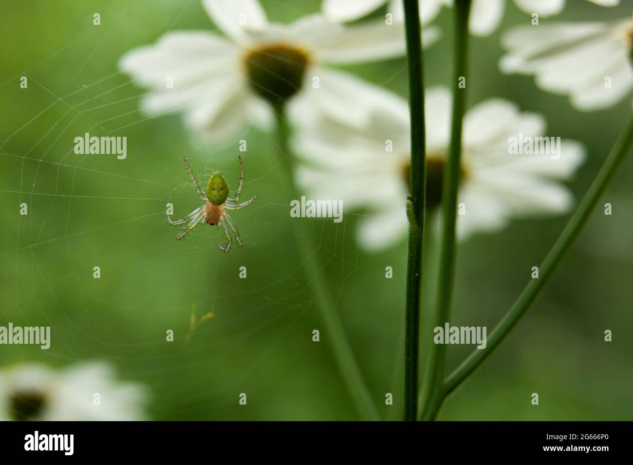 A spider sits on a web and admires daisies. A forest dweller in its habitat. Beautiful natural background. Stock Photo