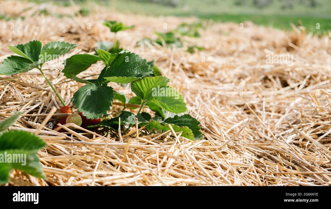 Growing Strawberries, use Straw to protect the fruit. Straw around  Strawberry plants on strawberry field in farm. Harvesting on strawberry  farm Stock Photo - Alamy