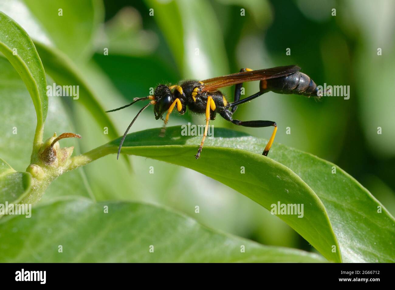 Yellow-legged mud-dauber wasp or Black-and-yellow mud dauber or  Black-waisted mud-dauber (Sceliphron caementarium Stock Photo - Alamy