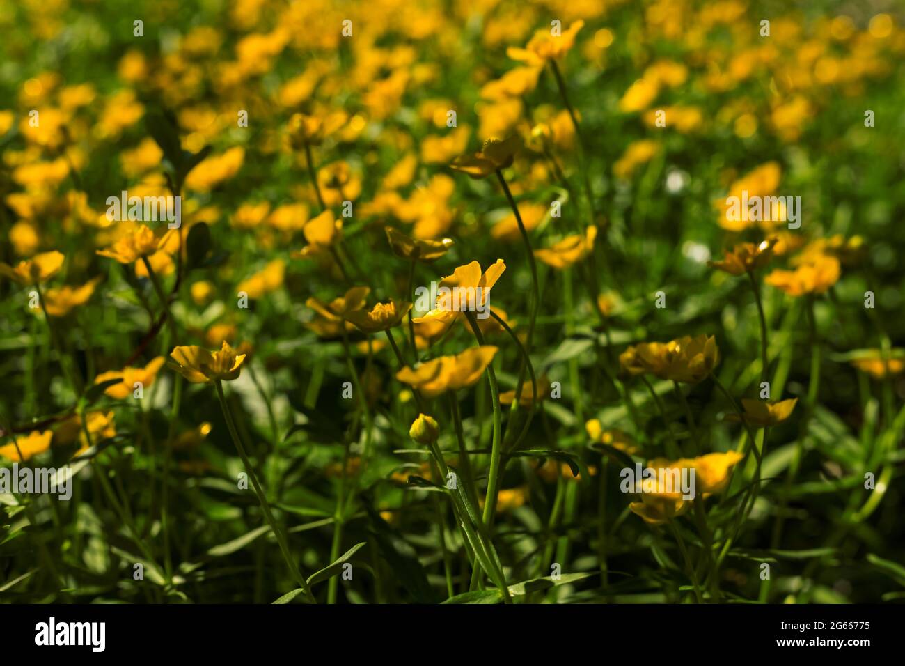 Small yellow wild flowers Ranunculus crowfoot buttercup on natural green grass blurred background. Stock Photo