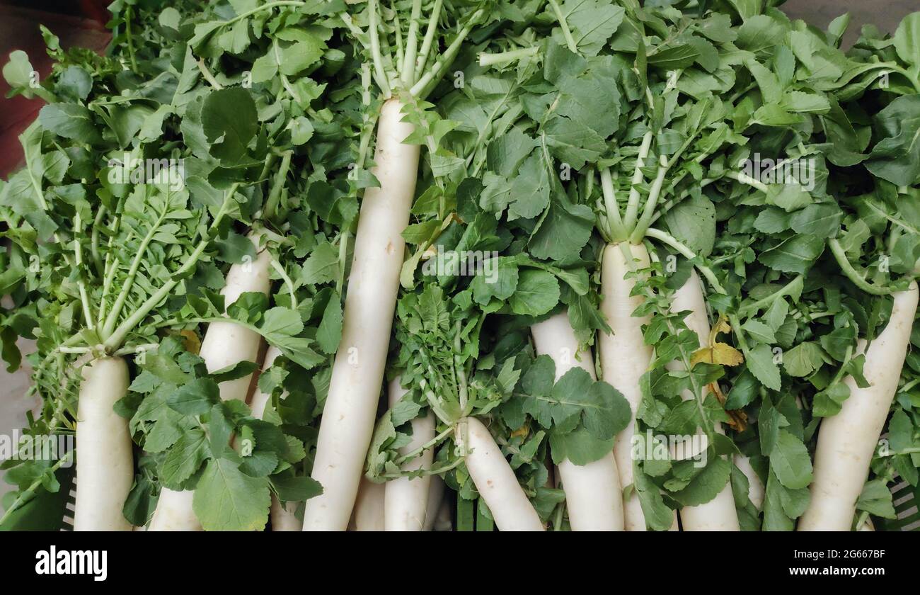 Fresh long white radish produce with leaves Stock Photo