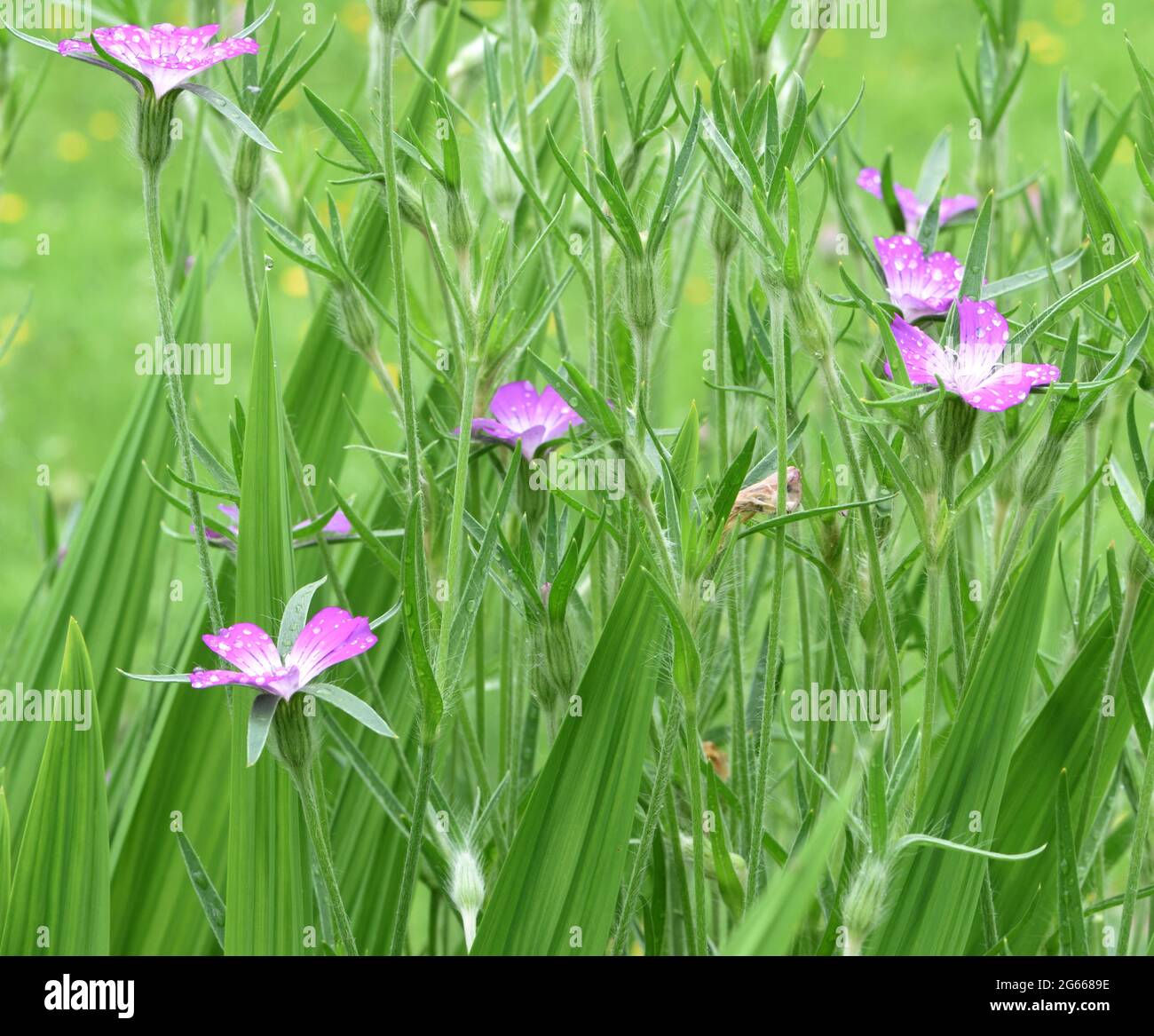 The five-petalied pink flowers of corncockle (Agrostemma githago) with their distinctive long pointed sepals Stock Photo