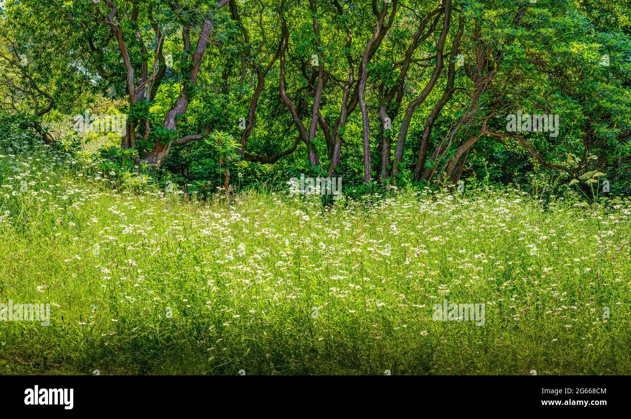 A large swathe of white and yellow daisies planted under a copse of green trees in full leaf, a wild and wonderful scene within a beautiful woodland. Stock Photo