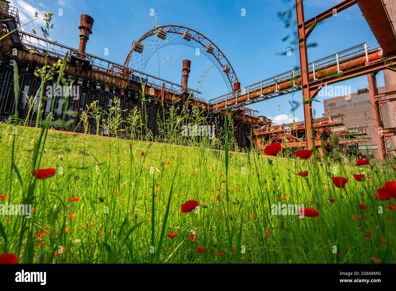 Zollverein Coal Mine World Heritage Site, Zollverein Coking Plant, colourful flower meadow, poppies, sun wheel, Essen NRW, Germany, Stock Photo