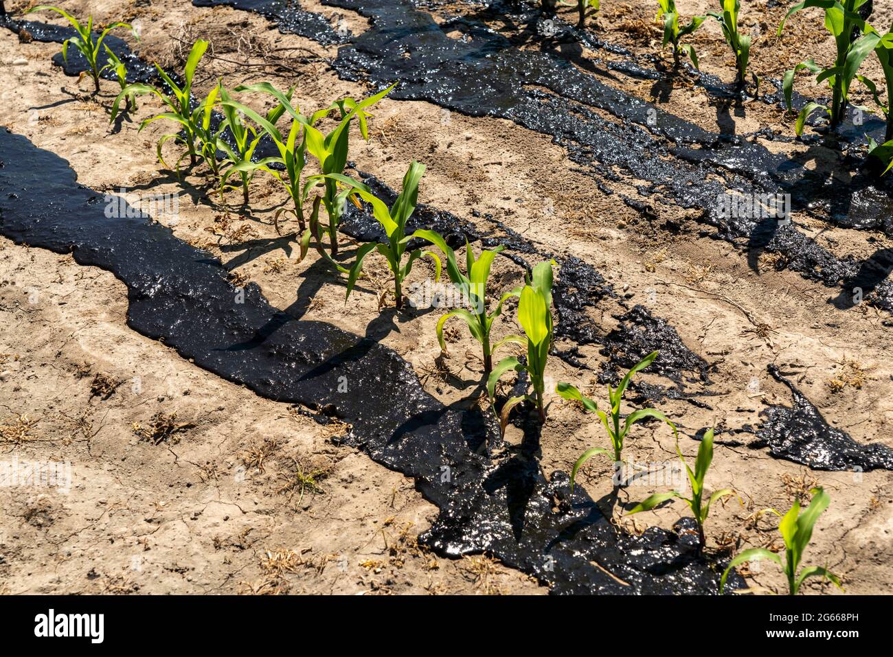 A maize field, with young plants, is fertilised with manure, near Geldern, NRW, Germany, Stock Photo