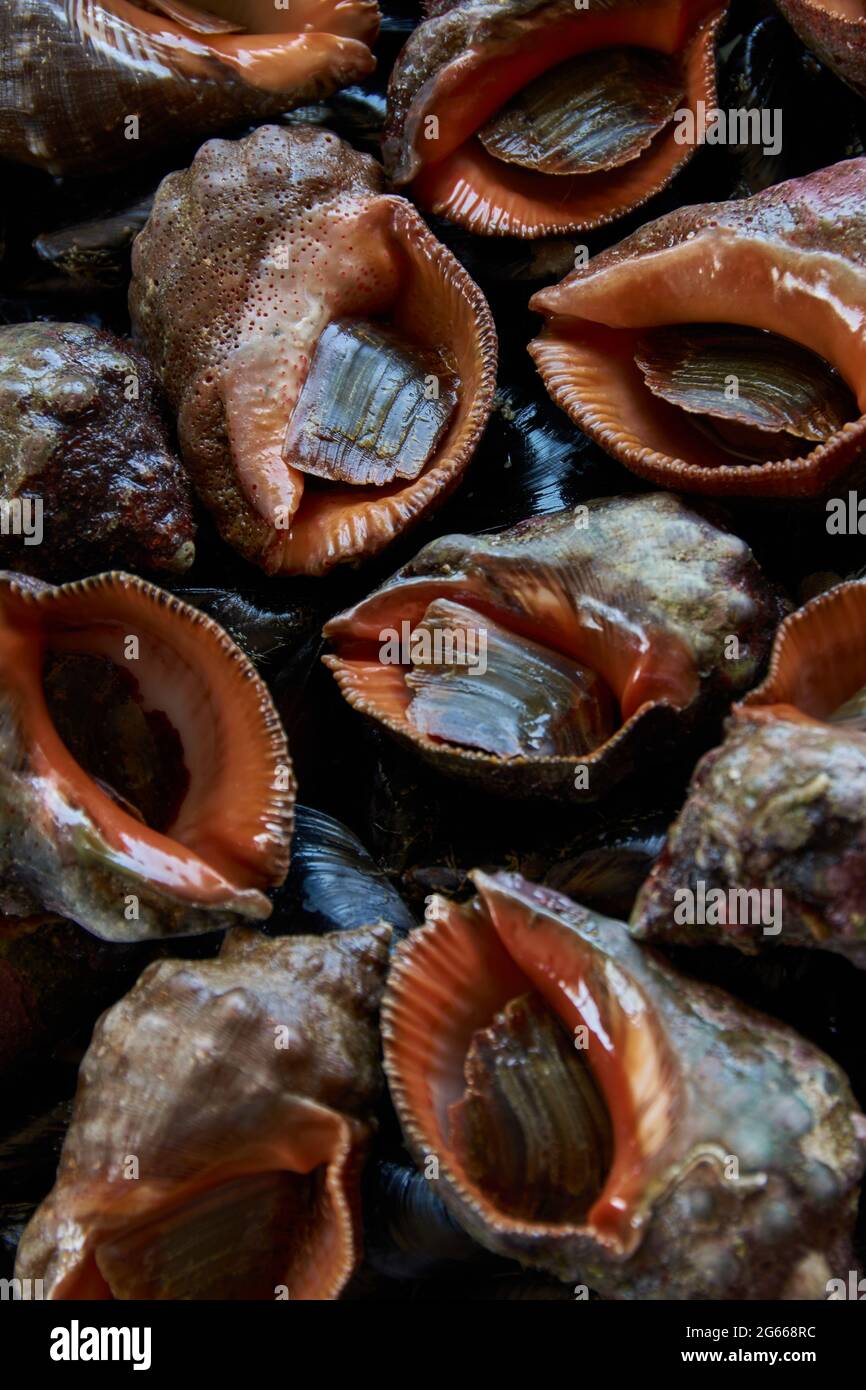 Pattern of edible sea shells and mollusks Stock Photo Alamy