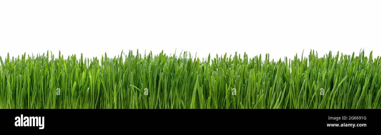 Panoramic view of fresh grass isolated on white background Stock Photo