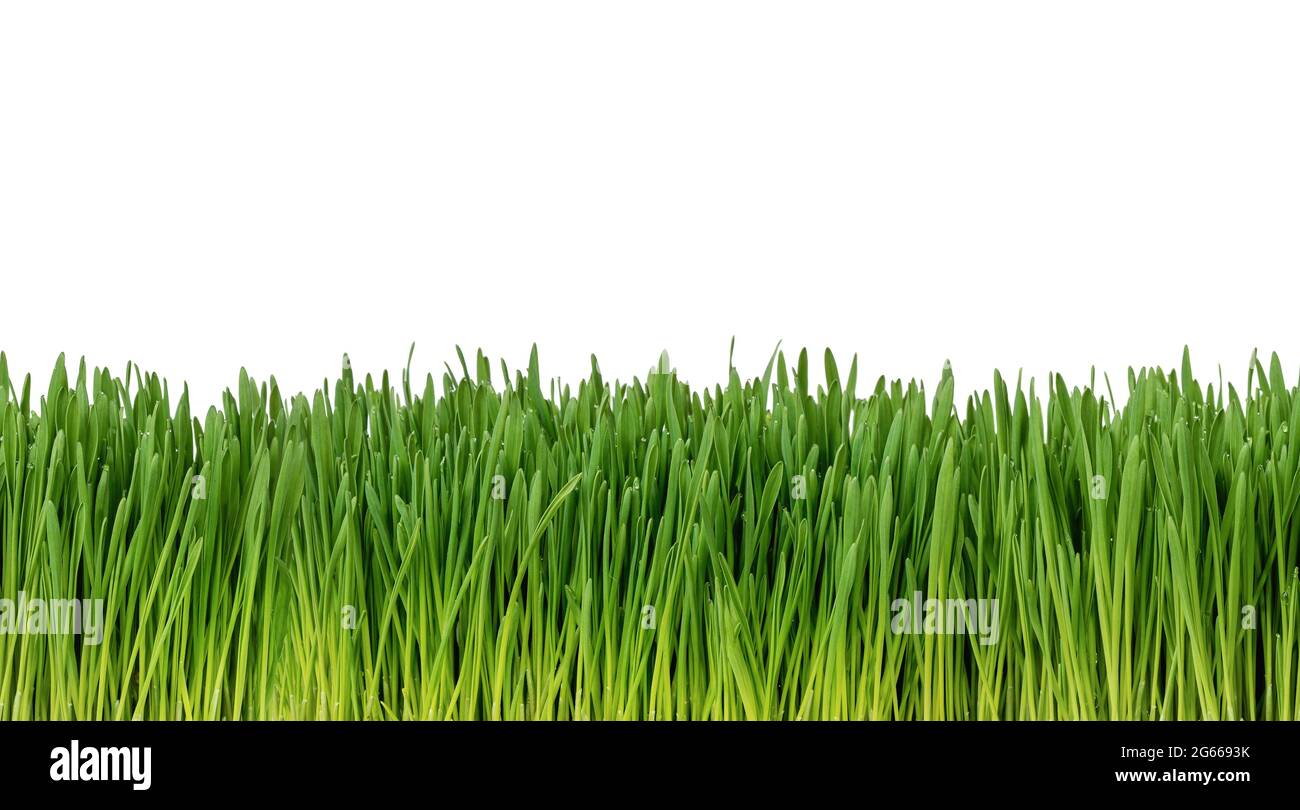 Easy to extend, seamless, fresh grass isolated on white background Stock Photo