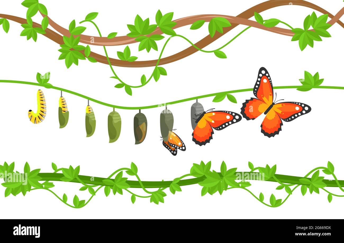 Butterfly life cycle colorful flat vector illustration Stock Vector