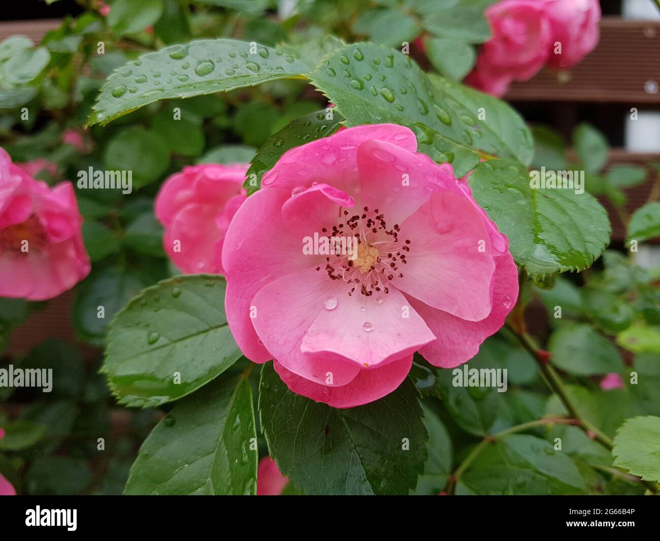 Angela rose hi-res stock photography and images - Alamy