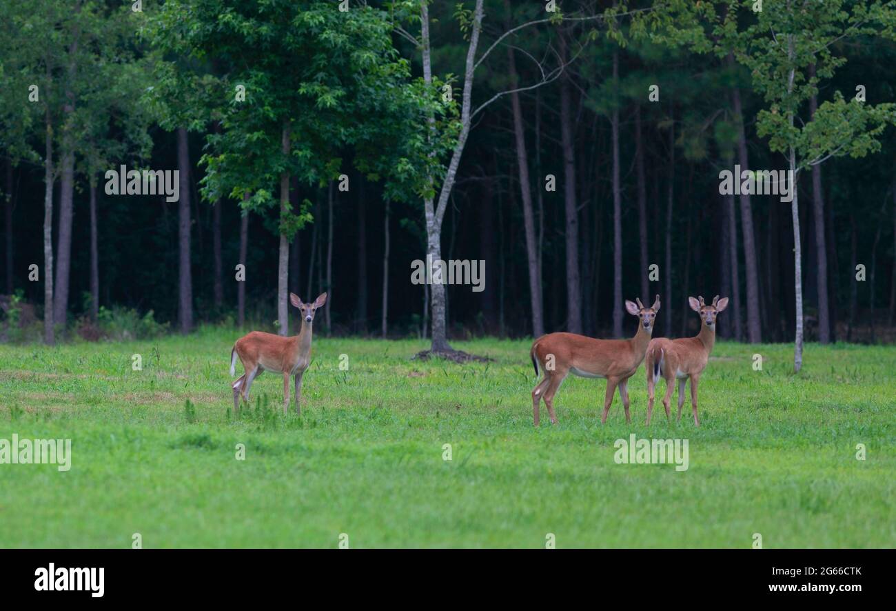 Thre whitetail deer with two males on a field in North Carolina Stock Photo