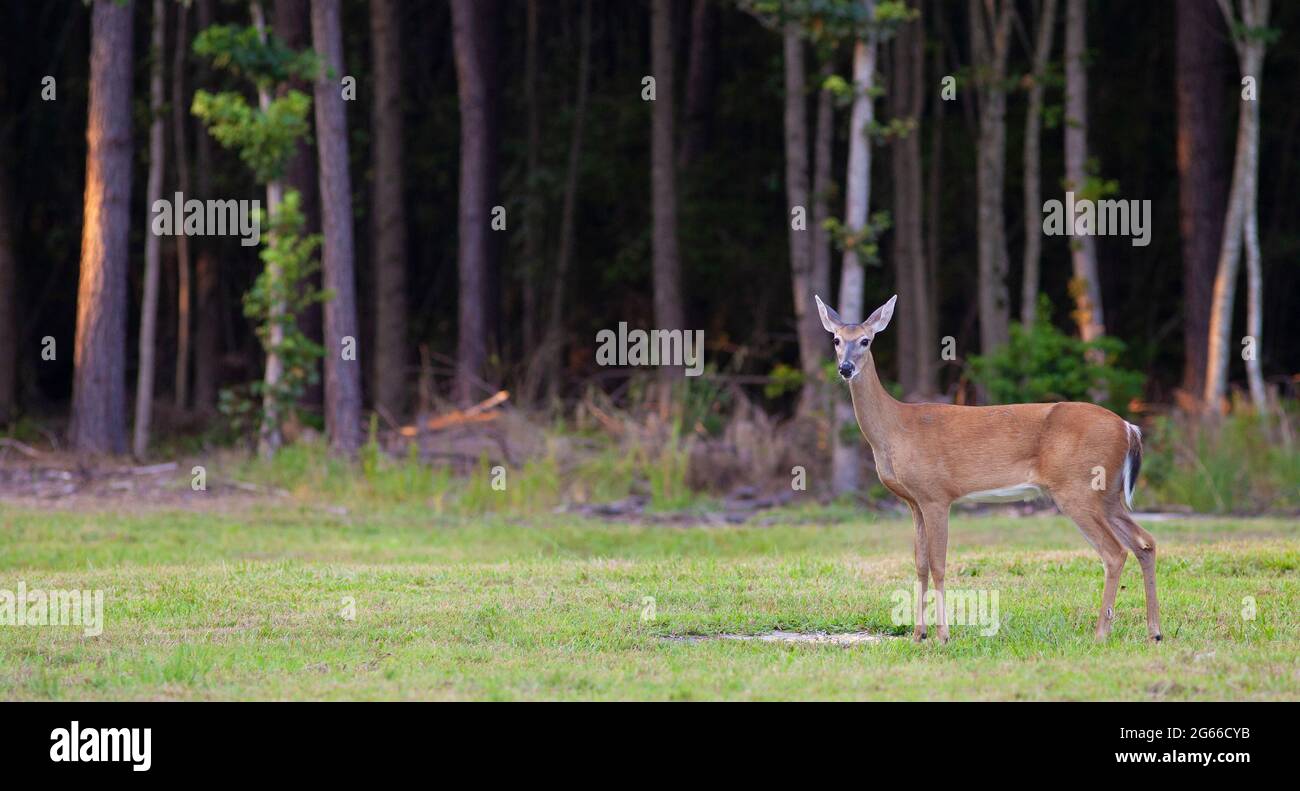 Doe just outside a forest near Raeford North Carolina Stock Photo Alamy