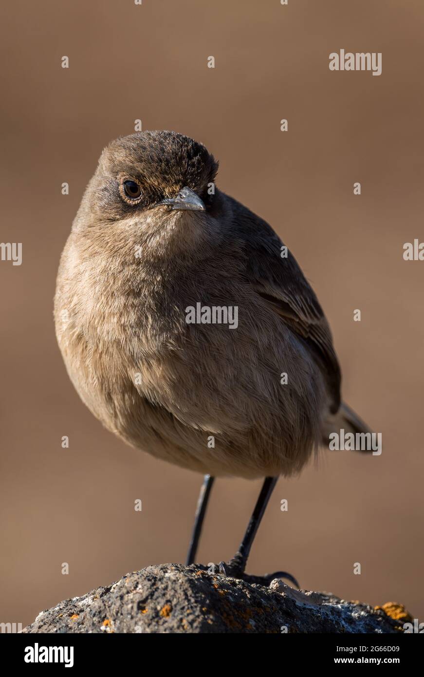 Moorland Chat - Pinarochroa sordida, small brown perching bird from African hills and mountains, Bale mountains, Ethiopia. Stock Photo