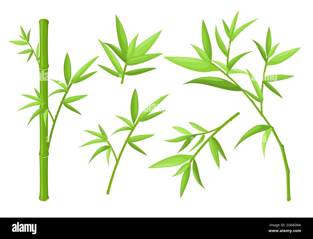 Green bamboo stem and leaves colorful vector illustrations set Stock