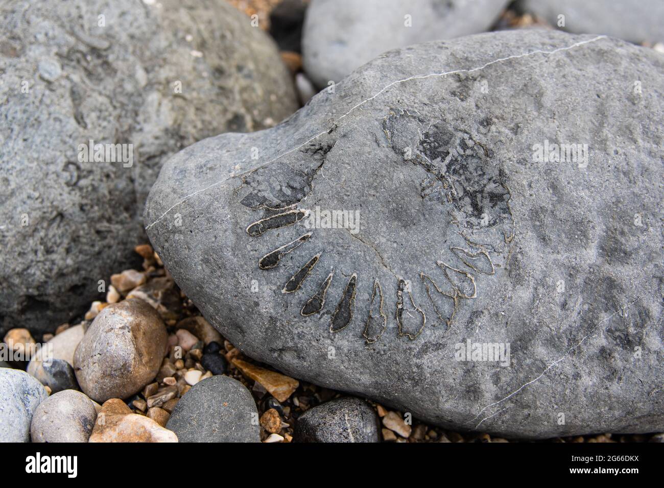 Fossils on the beach at Lyme Regis, Dorset,England Stock Photo Alamy
