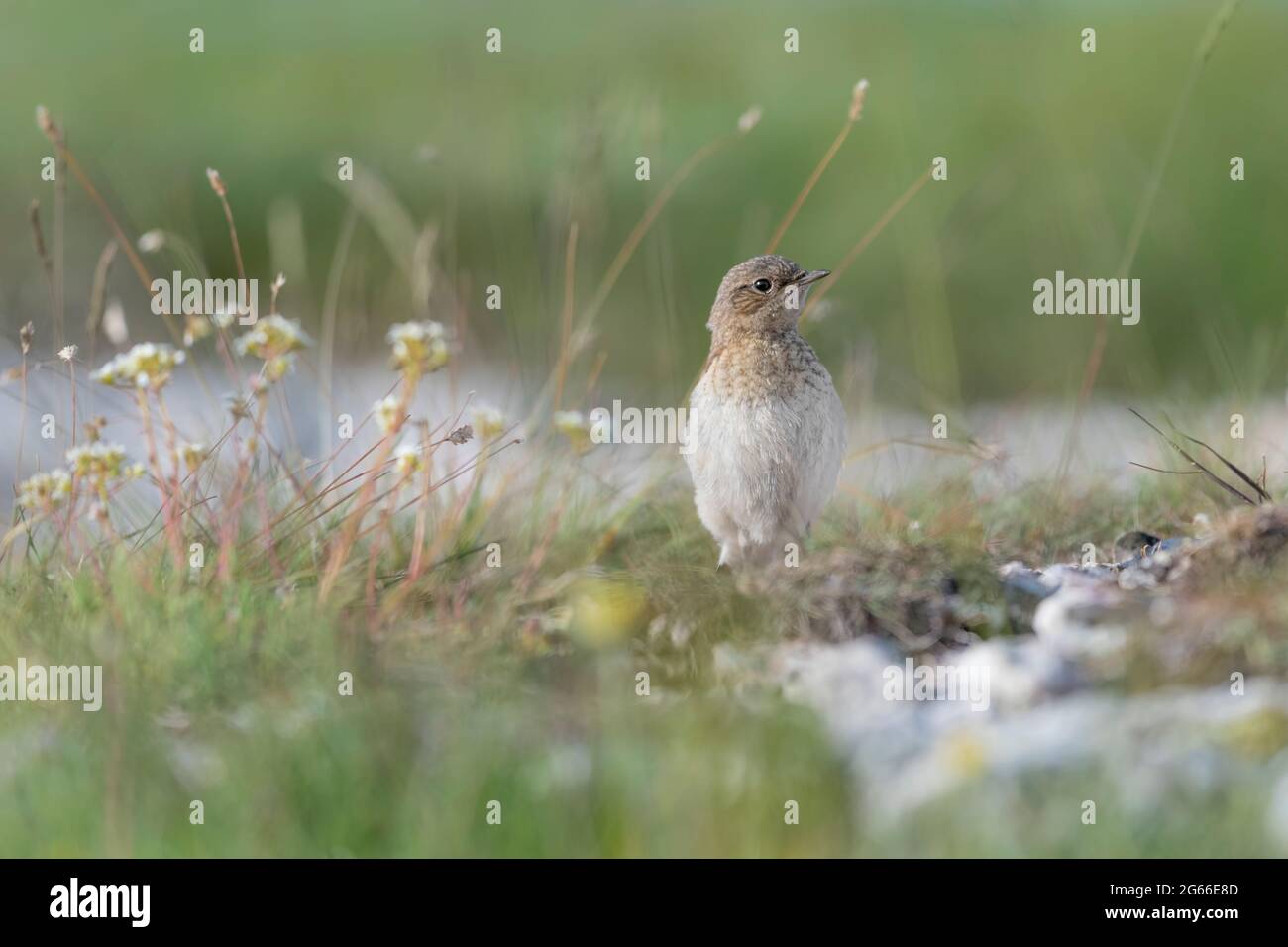 Young wheatear bird waits mom to feed (Oenanthe oenanthe) Stock Photo