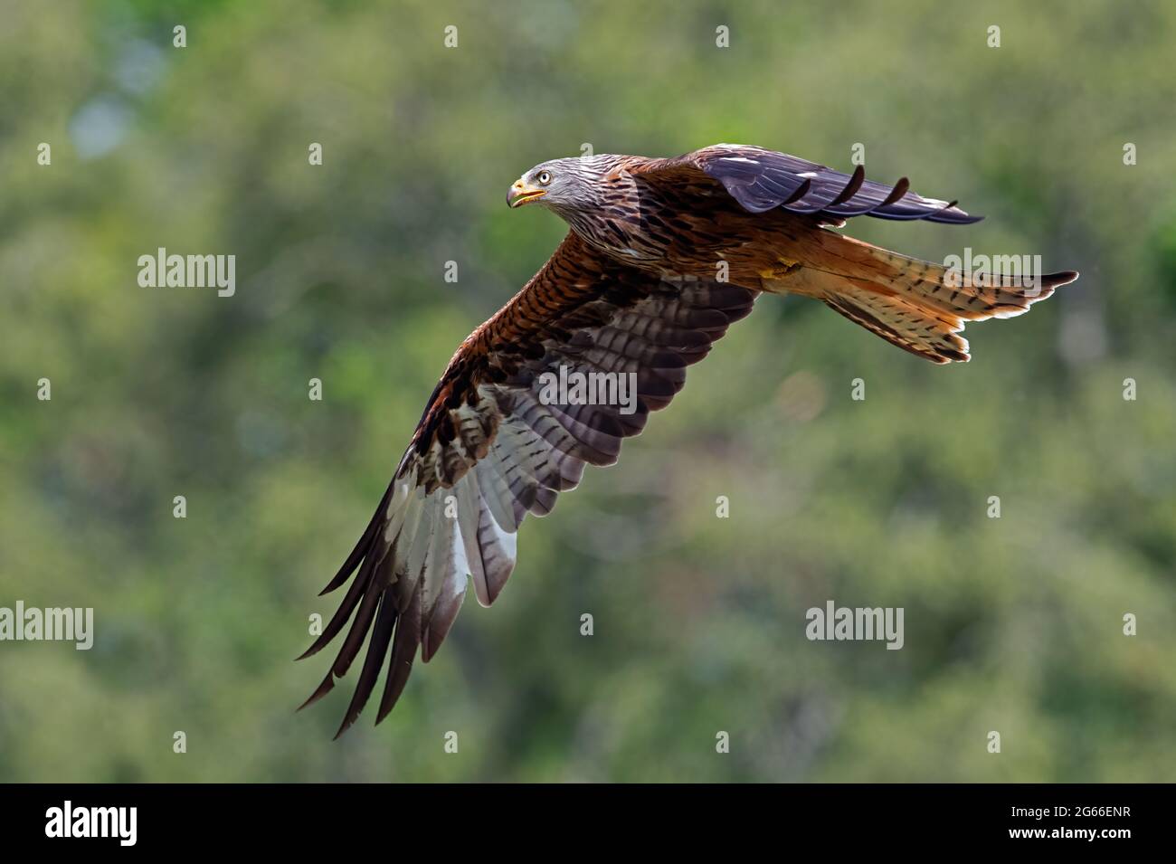 Red Kite (Milvus milvus) flying through woodland Stock Photo