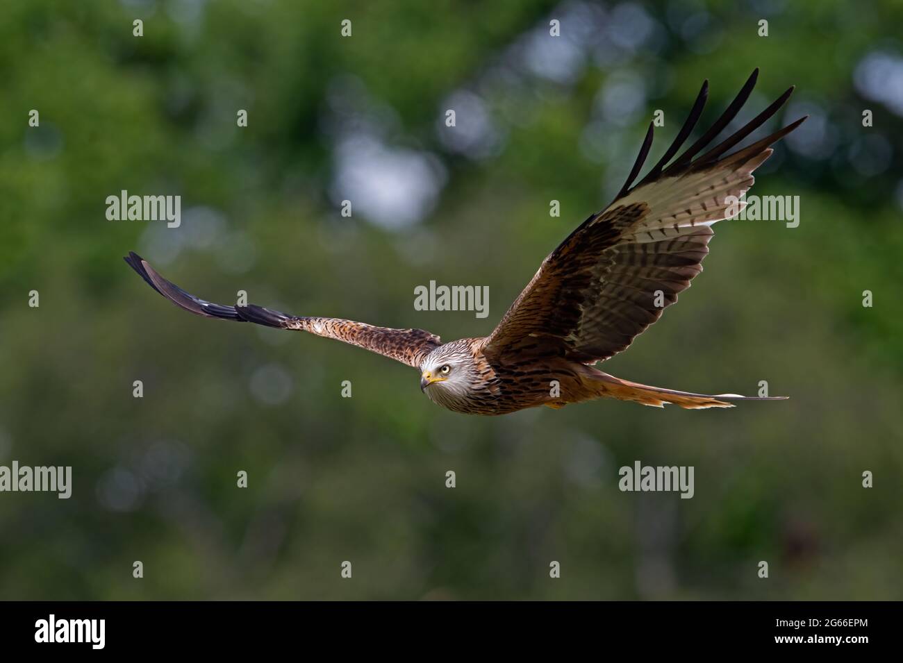 Red Kite (Milvus milvus) flying through woodland Stock Photo