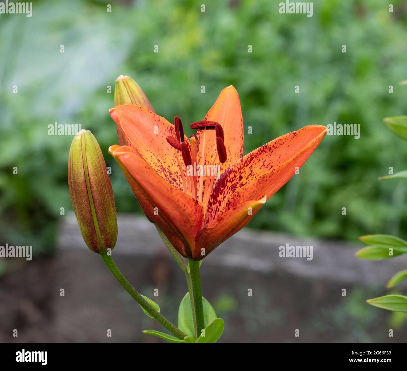 Lilium bulbiferum seeds hi-res stock photography and images - Alamy