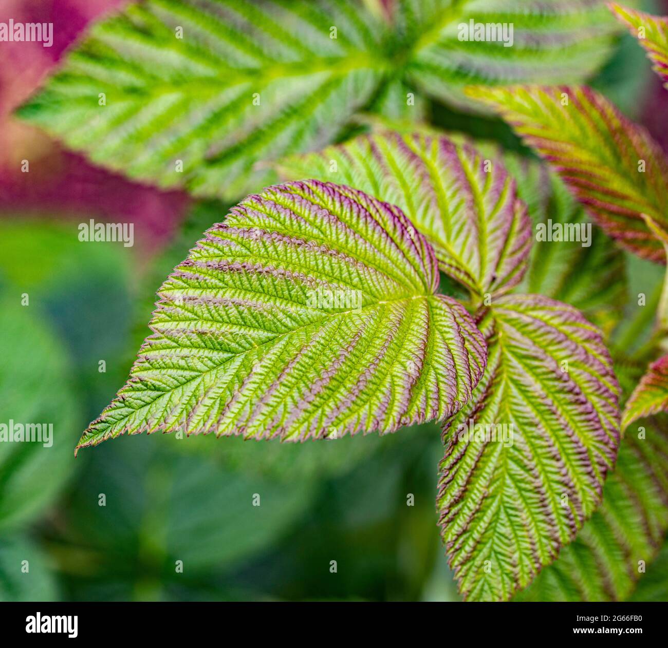 Inspiring Raspberry Bush Leaves Gallery