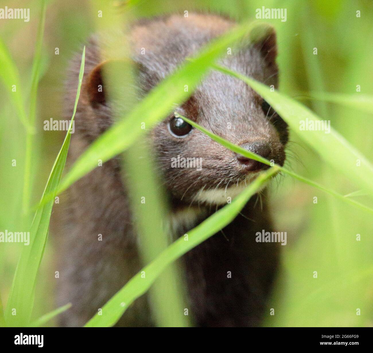 American Mink Stock Photo Alamy