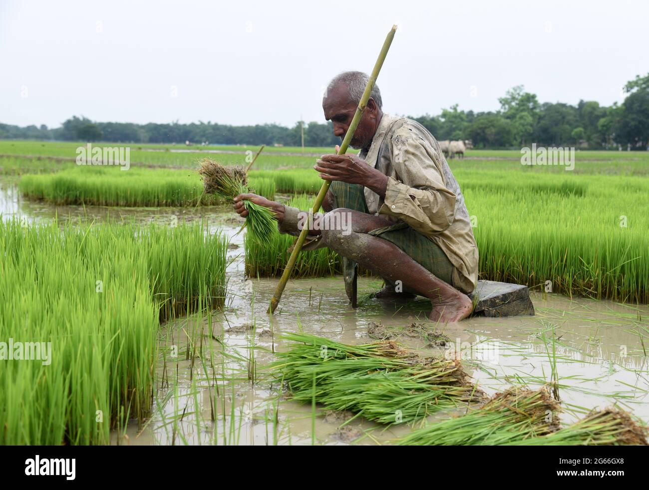 Guwahati, Guwahati, India. 3rd July, 2021. A farmer remove rice sapplings to plant in paddy field at Santipur village in Baksa district of Assam India on Saturday 3rd July 2021.The rice cultivation season begun in Assam state from June till August Credit: Dasarath Deka/ZUMA Wire/Alamy Live News Stock Photo