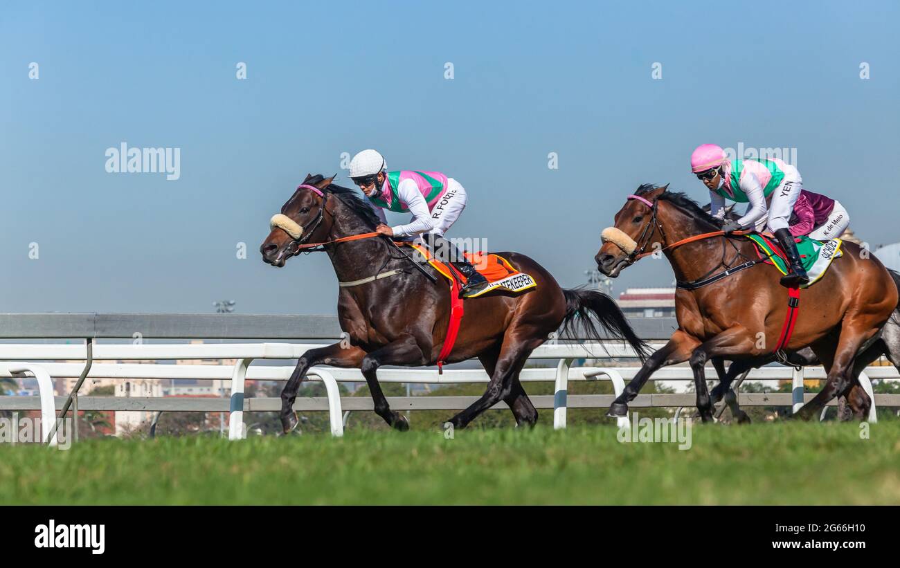 Horse Racing On Grass High Resolution Stock Photography And Images Alamy