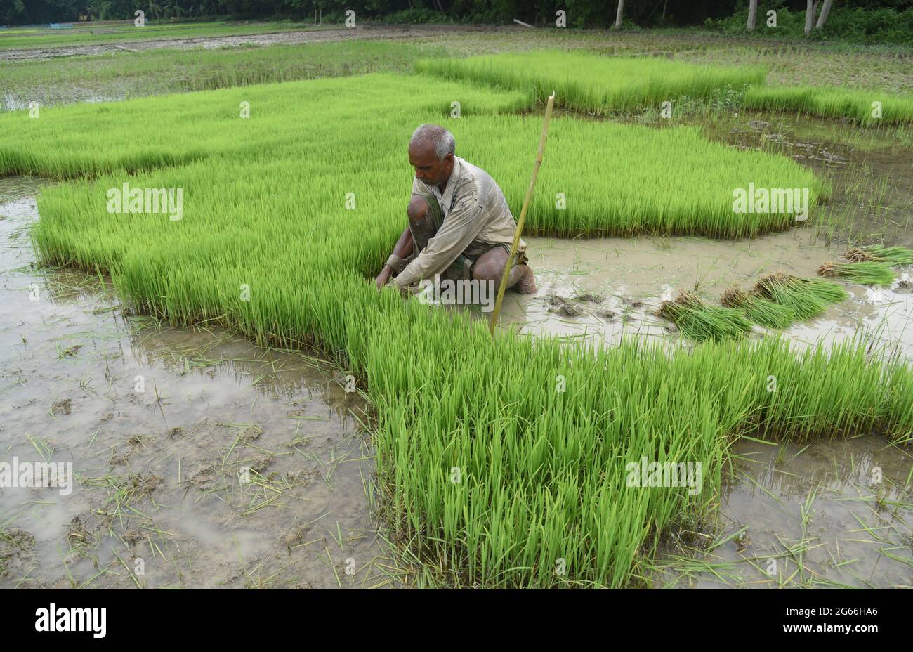 Guwahati, Guwahati, India. 3rd July, 2021. A farmer remove rice sapplings to plant in paddy field at Santipur village in Baksa district of Assam India on Saturday 3rd July 2021.The rice cultivation season begun in Assam state from June till August Credit: Dasarath Deka/ZUMA Wire/Alamy Live News Stock Photo
