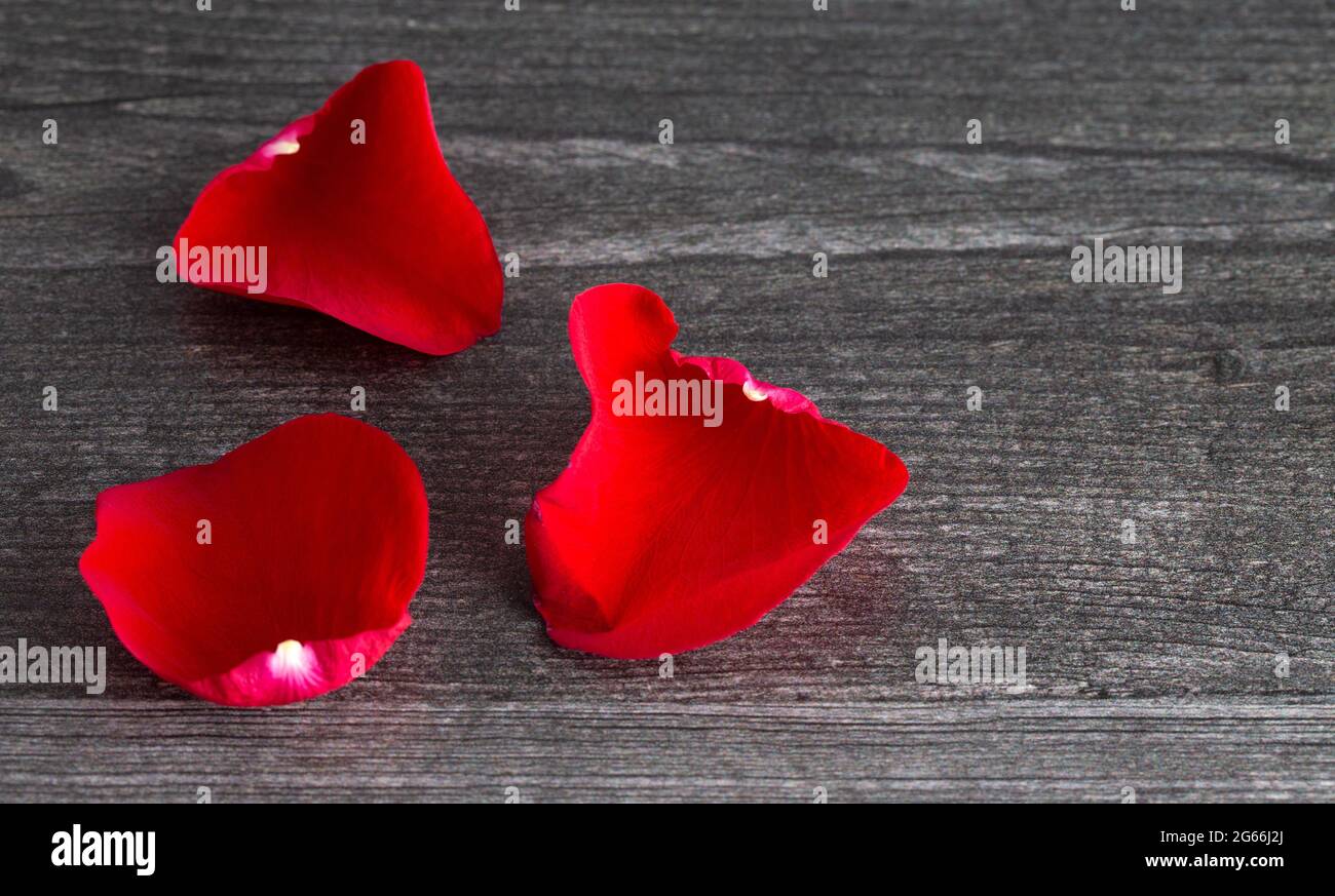 Fallen red rose petal hi-res stock photography and images - Alamy