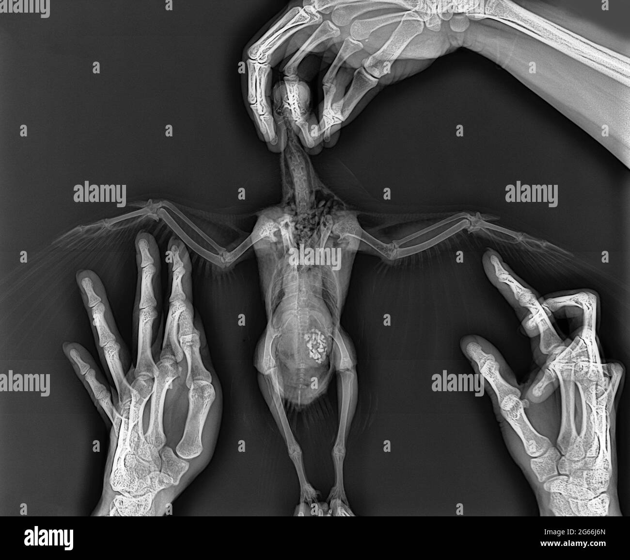 Pigeon in vet hand on x-ray. Bird x-ray, animal veterinary radiography Stock Photo