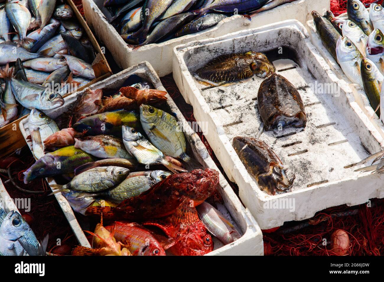 Freshly fished mediteranean fishes Stock Photo