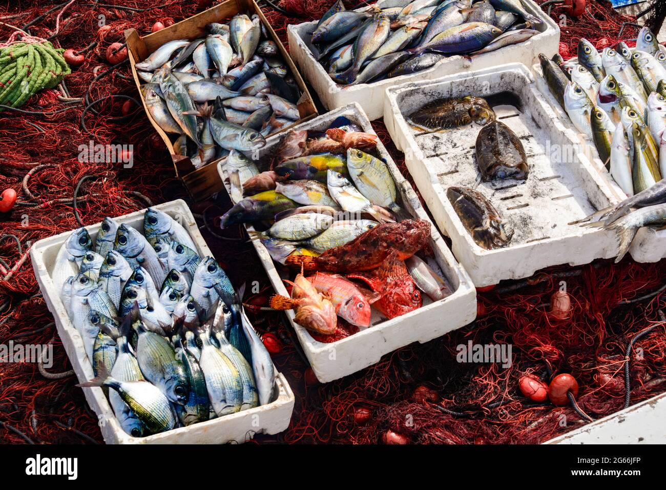 Gilt head bream, red mulet, cuttlefish, fished from the day Stock Photo