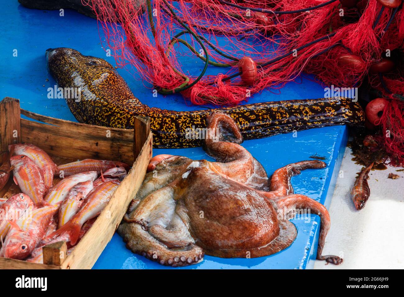 Murena, octopus and fishes fresh from the day Stock Photo