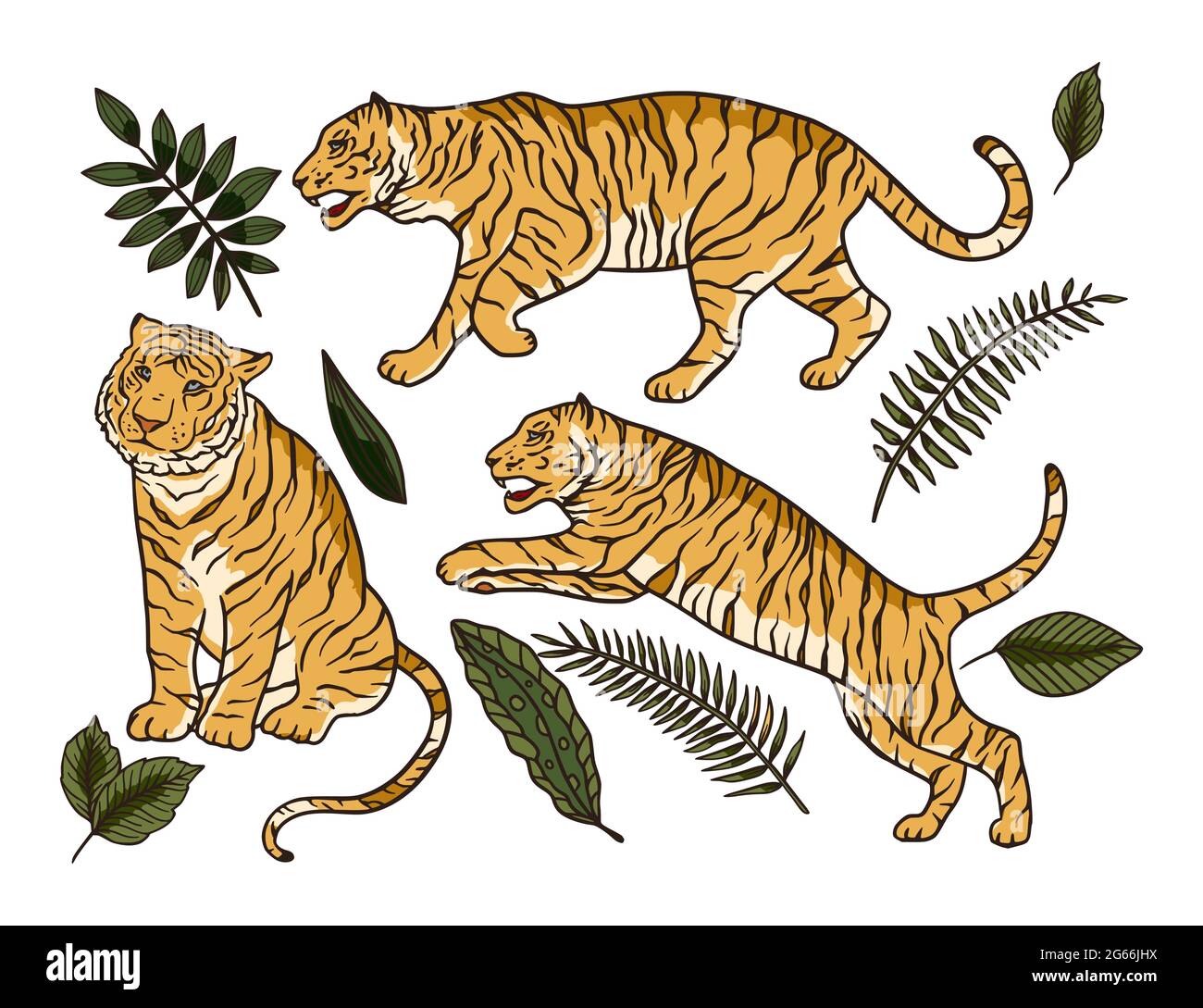 Cartoon Bengal Tiger Animal Vector Jungle Tropical Set. Wildlife Cat Drawing Illustration. Chinese New Year Clipart Wild Nature Collection Stock Vector Image & Art - Alamy