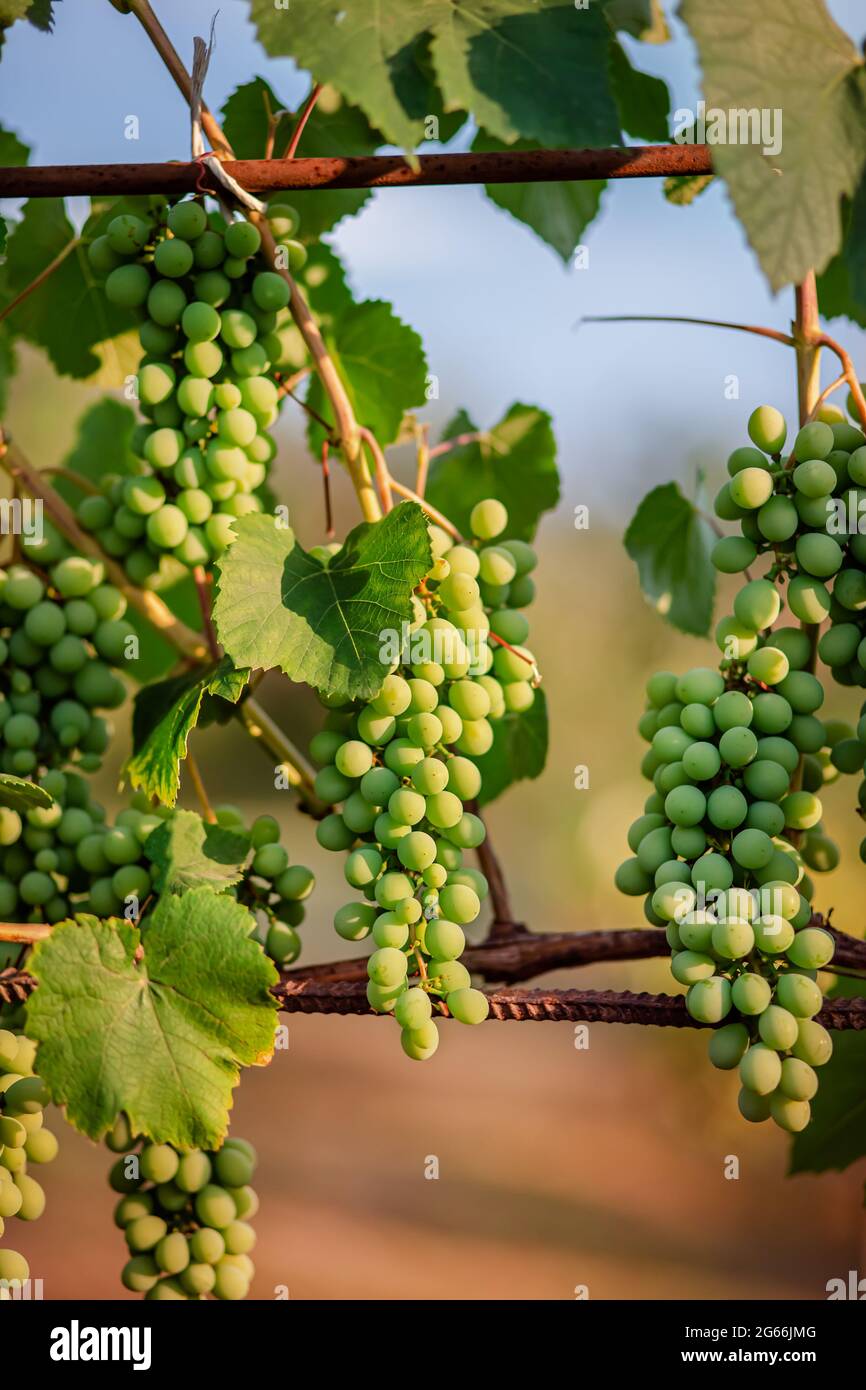 Green young wine grapes in the vineyard. Beginning of summer close up